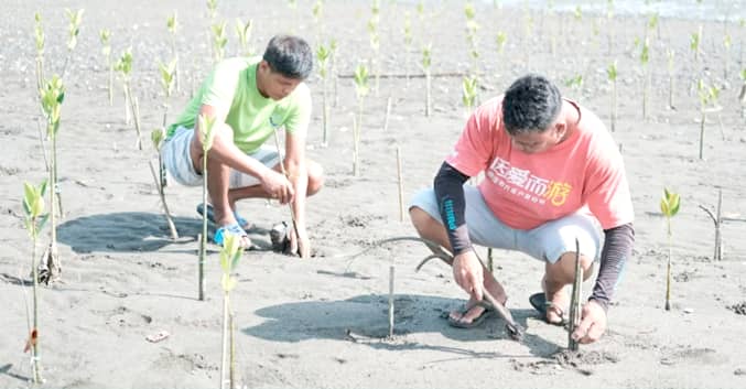 Mangrove restoration. Local fisherfolk in Aklan are also contributing to the OFT mangrove planting initiatives in abandoned fishponds which would effectively create a sustainable sanctuary for fisheries in the area.