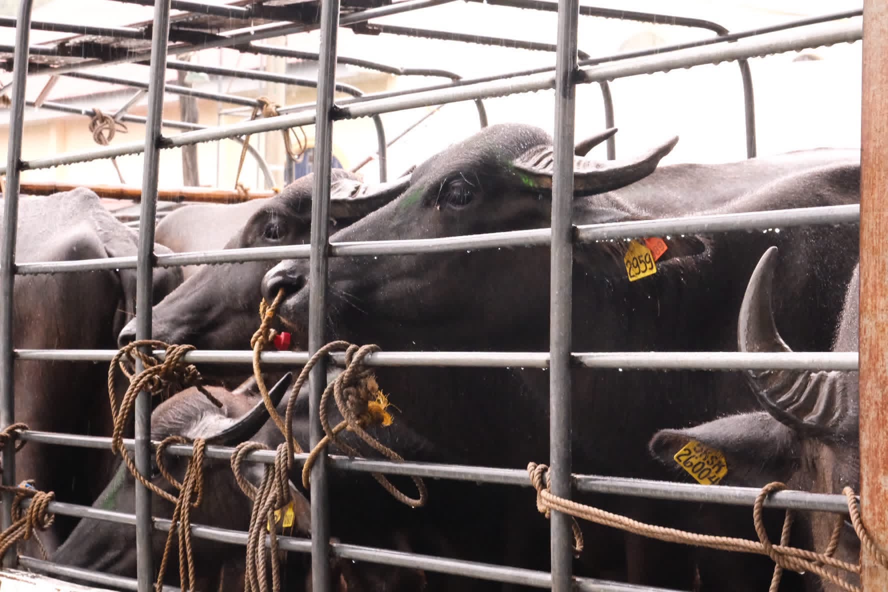 Dingras leads turnover of P2M buffalo herd to livelihood group