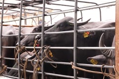 Dingras leads turnover of P2M buffalo herd to livelihood group