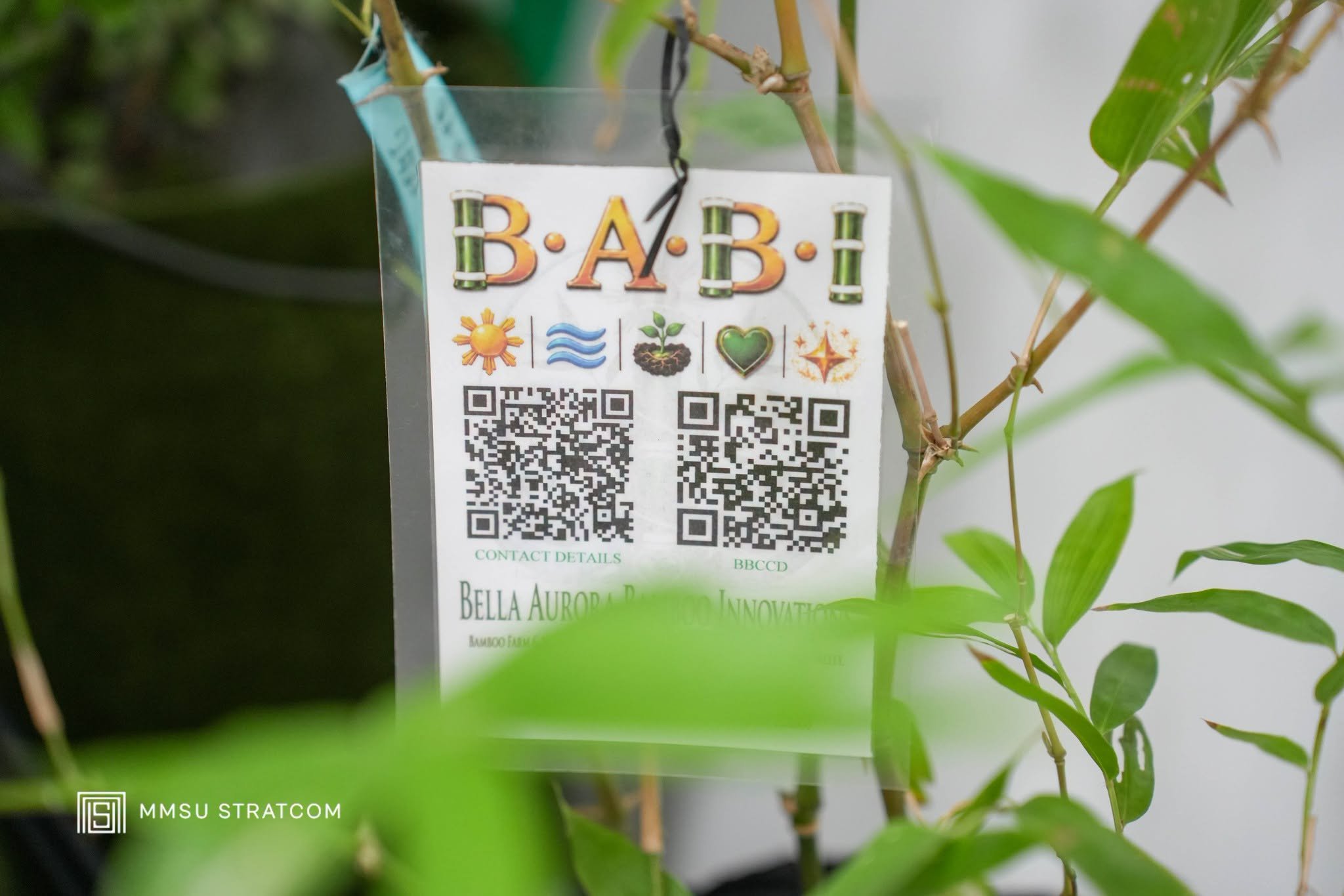 MMSU, bamboo firm forge partnership to advance iron bamboo industry in Northern Luzon