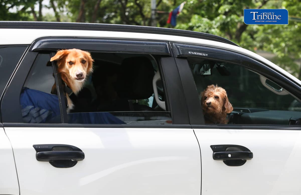 (July 28 2026) The dogs look around from the windows of a car traveling along the Elliptical road in Quezon City. Photo/Analy Labor
