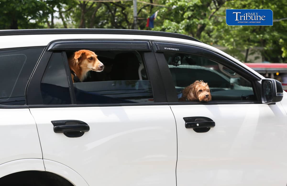 (July 28 2026) The dogs look around from the windows of a car traveling along the Elliptical road in Quezon City. Photo/Analy Labor