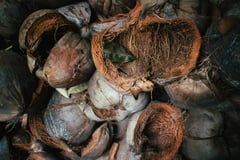 Planting coconut and hope through bayanihan