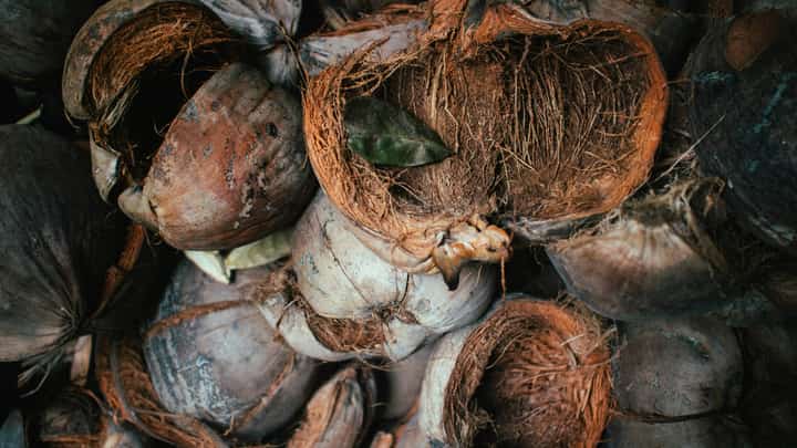 From 18 million planted coconut trees to a target of 100 million, the initiative aims to revitalize the coconut sector and create opportunities for Filipino farmers.