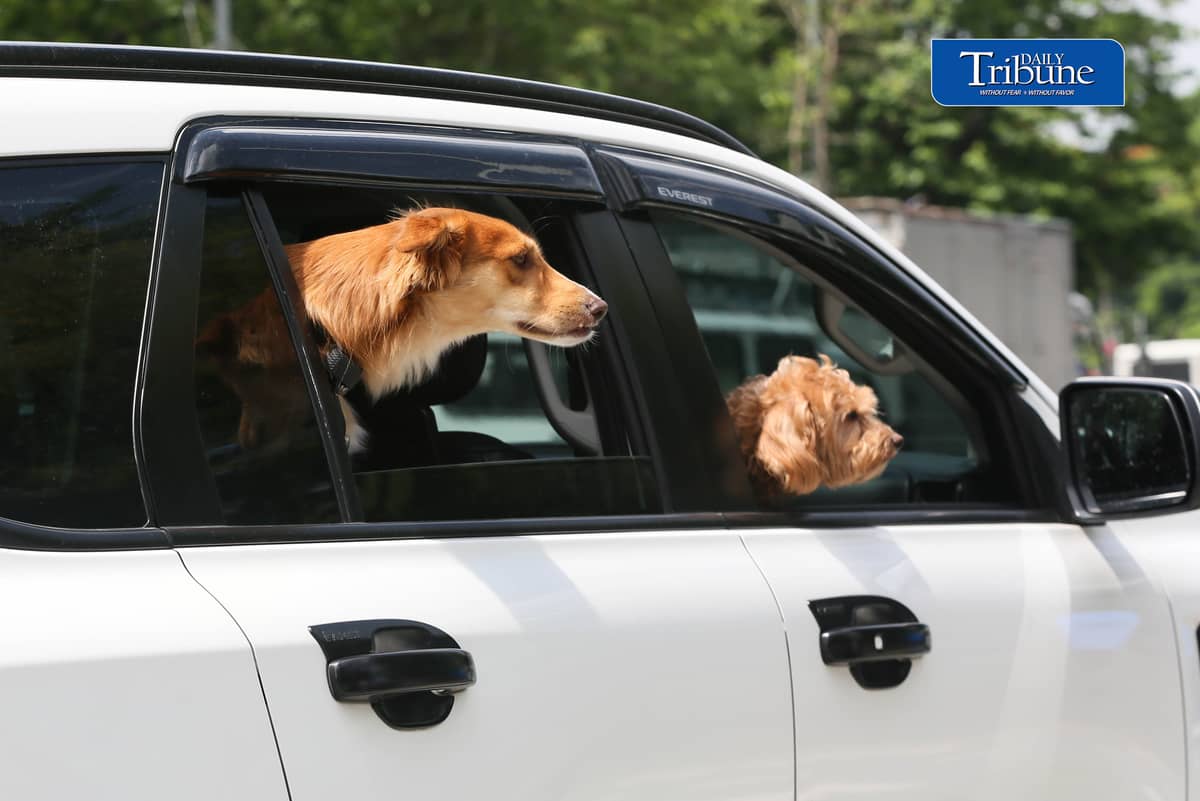 (July 28 2026) The dogs look around from the windows of a car traveling along the Elliptical road in Quezon City. Photo/Analy Labor
