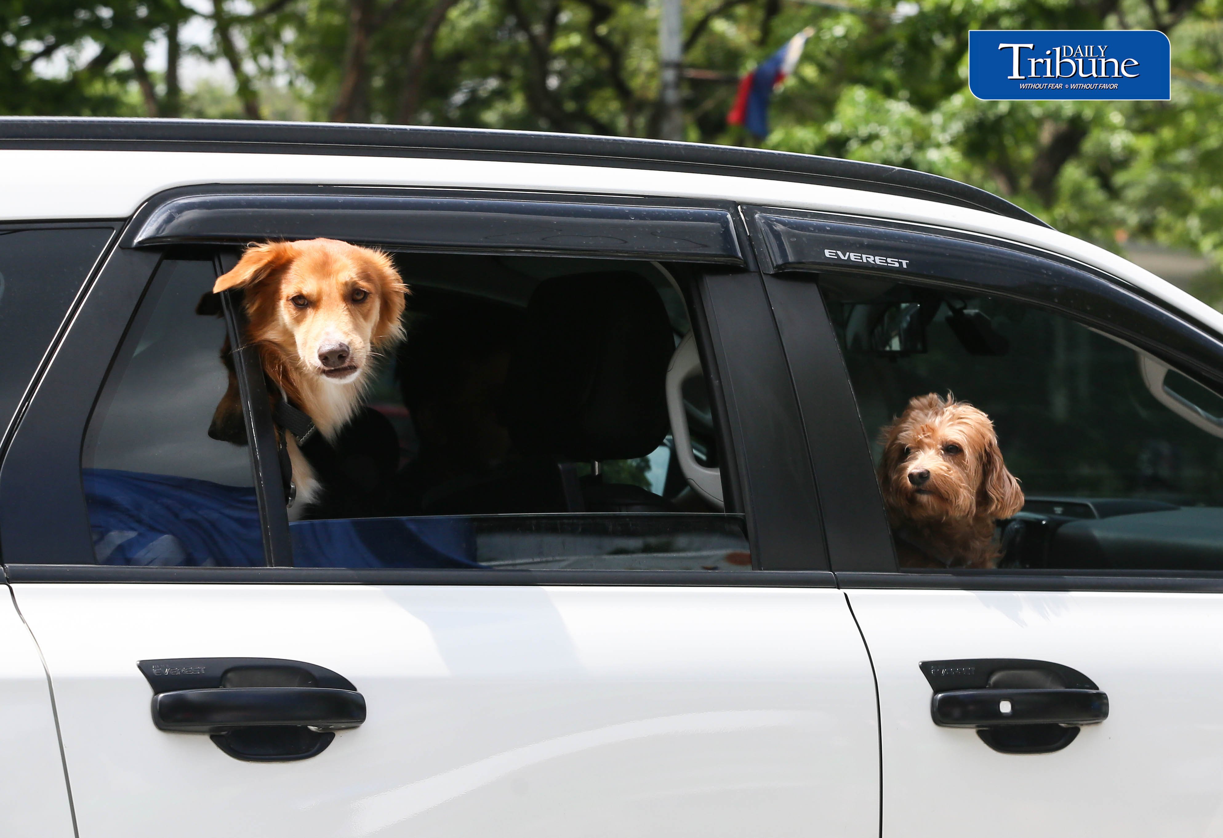 Doggos! 