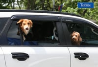 Doggos! 