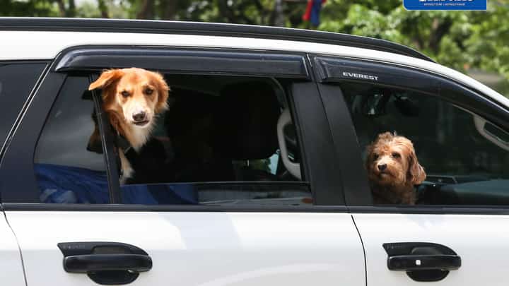 (July 28 2026) The dogs look around from the windows of a car traveling along the Elliptical road in Quezon City. Photo/Analy Labor