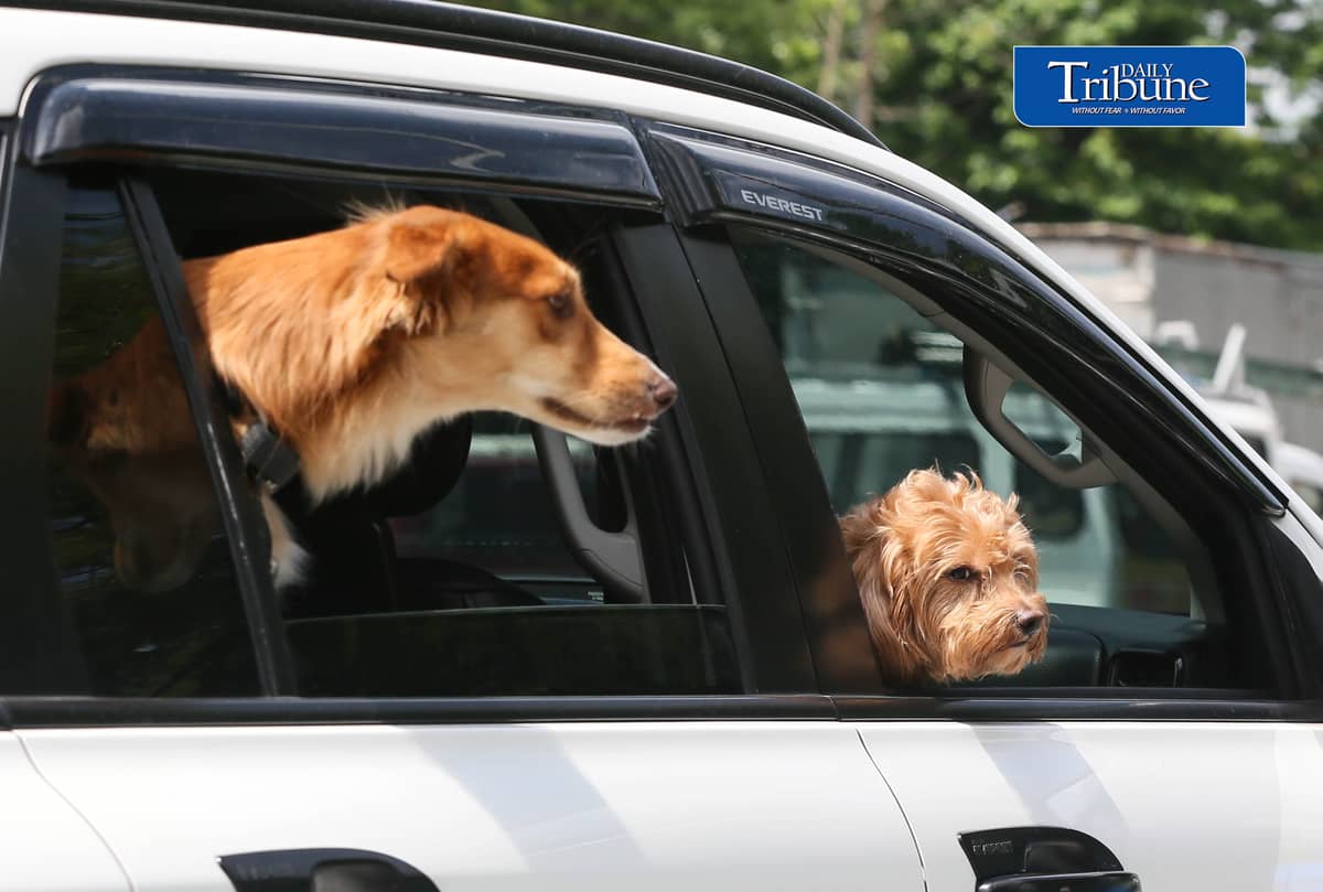 (July 28 2026) The dogs look around from the windows of a car traveling along the Elliptical road in Quezon City. Photo/Analy Labor