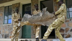 UN lists South Sudan wildlife site as endangered