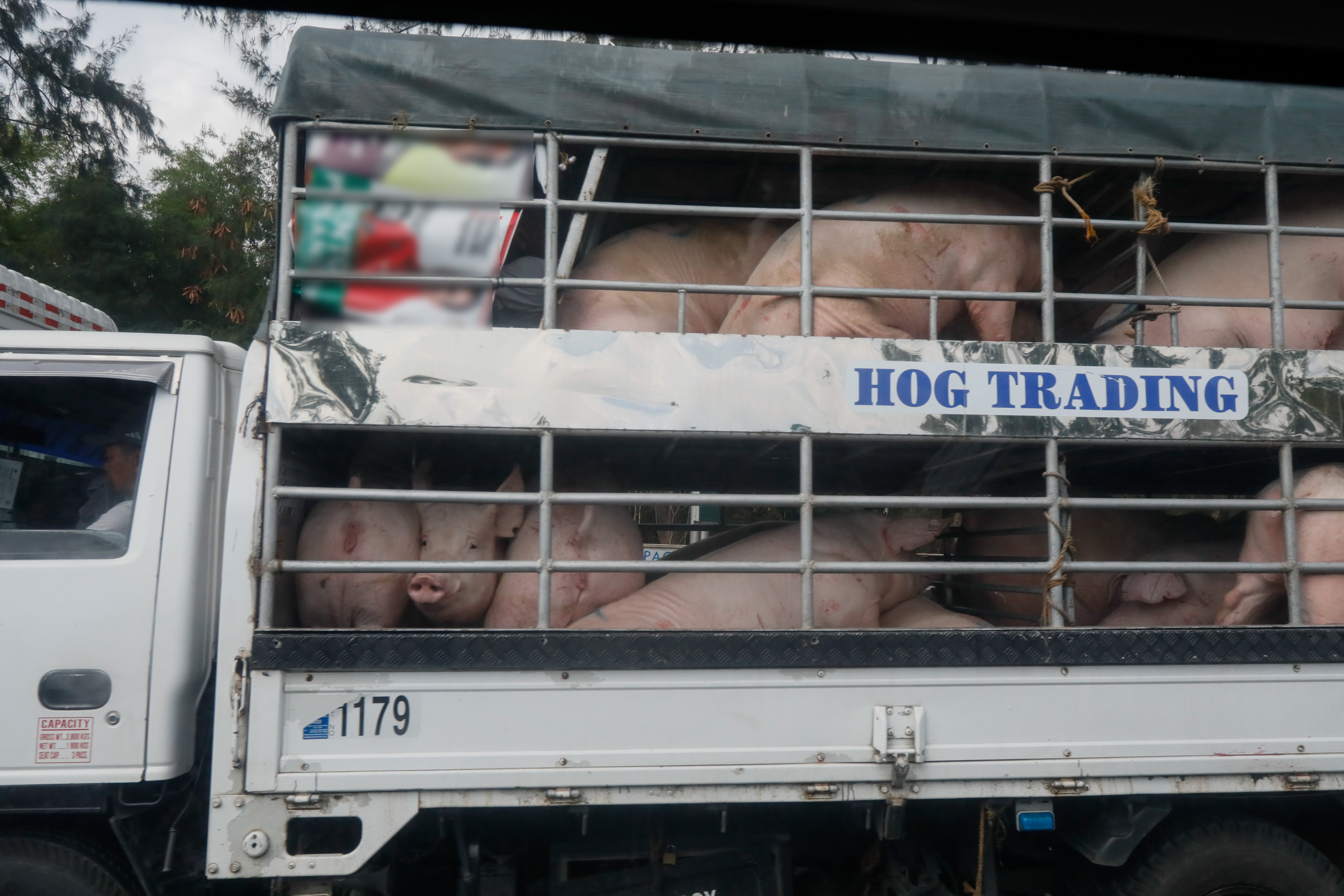 Antique sets P170 minimum farm-gate price for live hogs