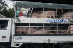 Antique sets P170 minimum farm-gate price for live hogs