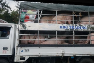 20 hogs culled over ASF
 