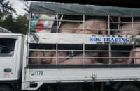 AUTHORITIES have tightened biosecurity measures following a suspected African swine fever case that led to the culling of at least 20 hogs from a piggery in Cebu City’s south district.