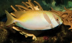 Rabbitfish farming eyed to boost fishers’ income