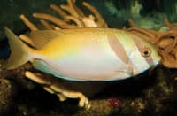 Rabbitfish farming eyed to boost fishers’ income
