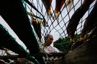 Philippine fisheries industry turns to AI, digital tools