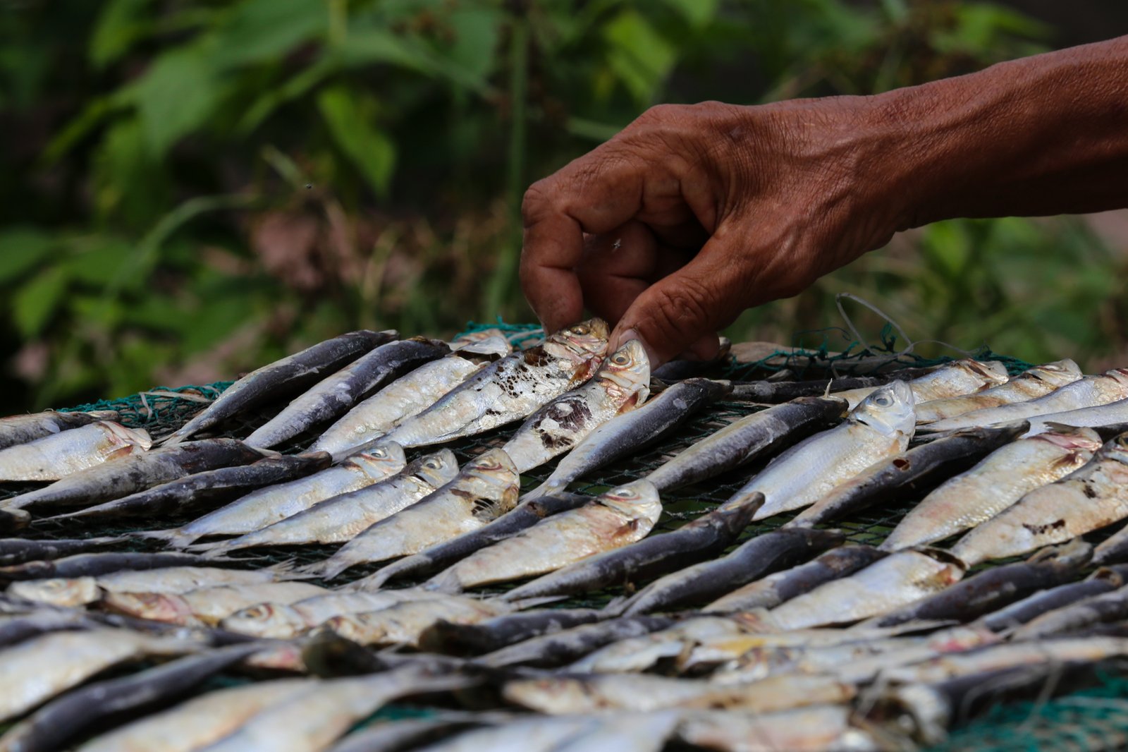 Eduardo Epifanio, 76, dries tamban (sardines) on a vacant lot in Navotas City on 30 July 2026. He sells the dried fish at a nearby market for ₱20 per 15 pieces. Epifanio says dwindling fish catches, rising fuel costs, and the encroachment of large commercial fishing vessels into the 15-kilometer municipal fishing grounds have forced many small-scale fishermen to seek additional sources of income.