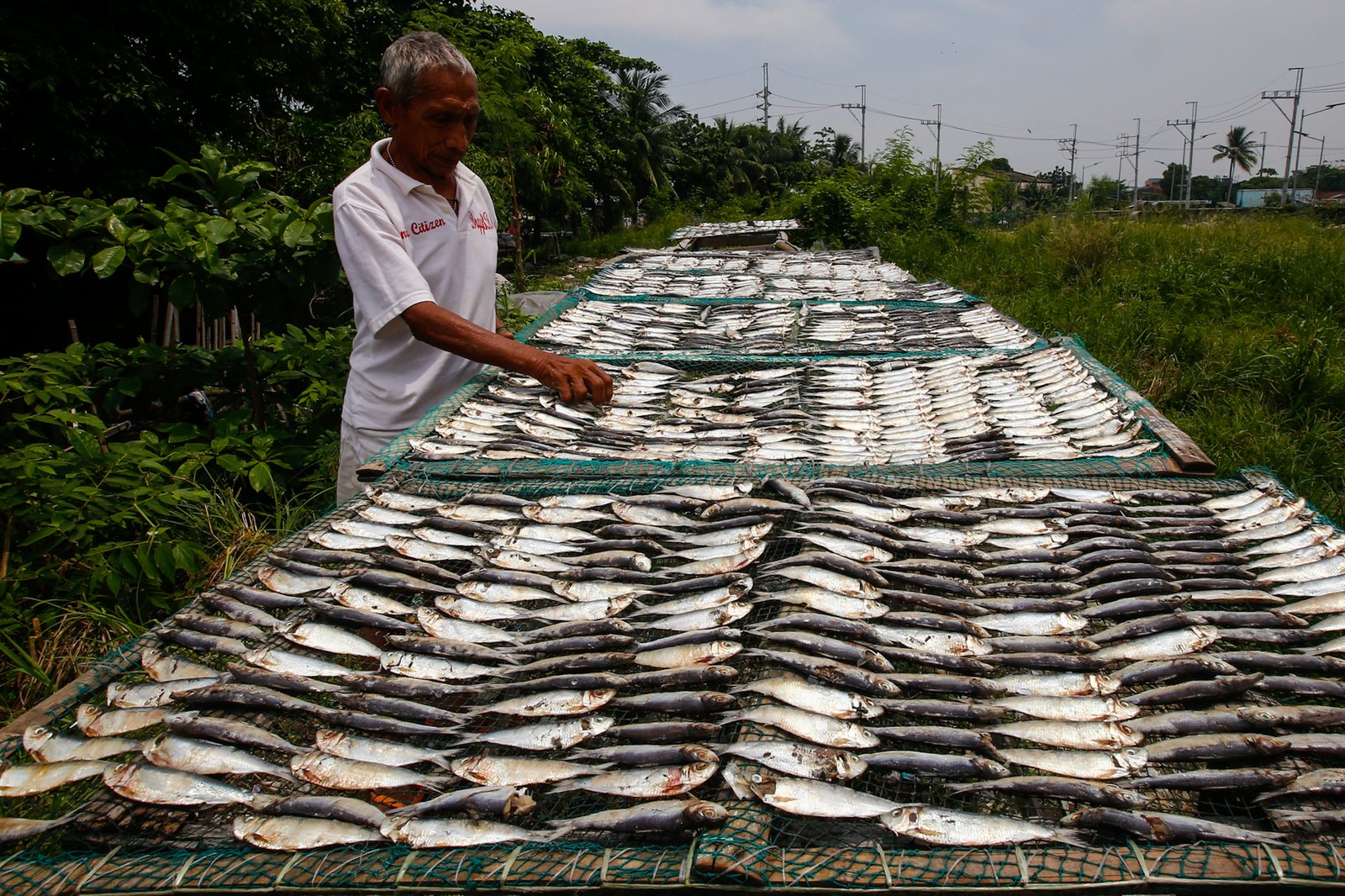 Eduardo Epifanio, 76, dries tamban (sardines) on a vacant lot in Navotas City on 30 July 2026. He sells the dried fish at a nearby market for ₱20 per 15 pieces. Epifanio says dwindling fish catches, rising fuel costs, and the encroachment of large commercial fishing vessels into the 15-kilometer municipal fishing grounds have forced many small-scale fishermen to seek additional sources of income.