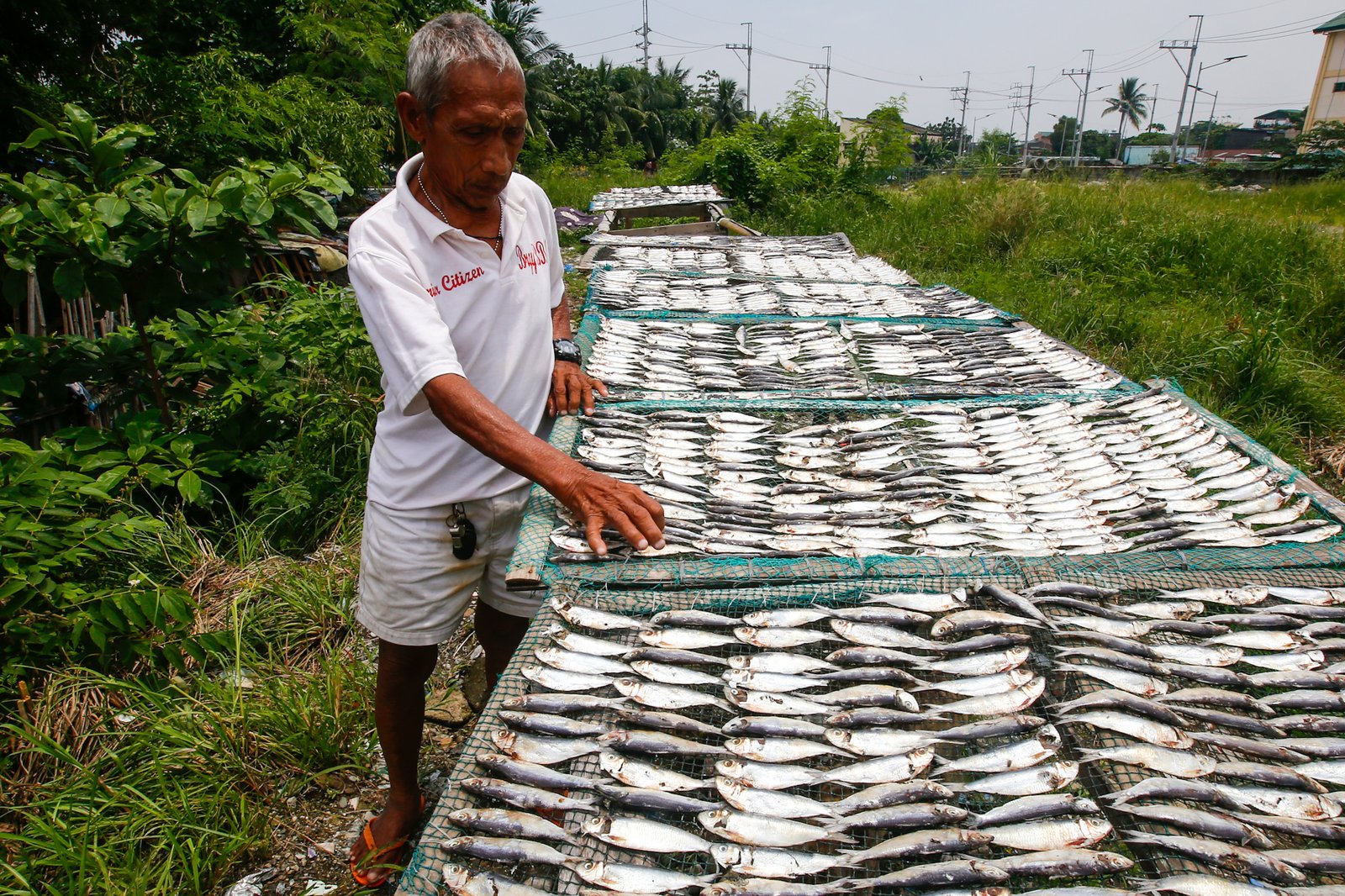 Eduardo Epifanio, 76, dries tamban (sardines) on a vacant lot in Navotas City on 30 July 2026. He sells the dried fish at a nearby market for ₱20 per 15 pieces. Epifanio says dwindling fish catches, rising fuel costs, and the encroachment of large commercial fishing vessels into the 15-kilometer municipal fishing grounds have forced many small-scale fishermen to seek additional sources of income.