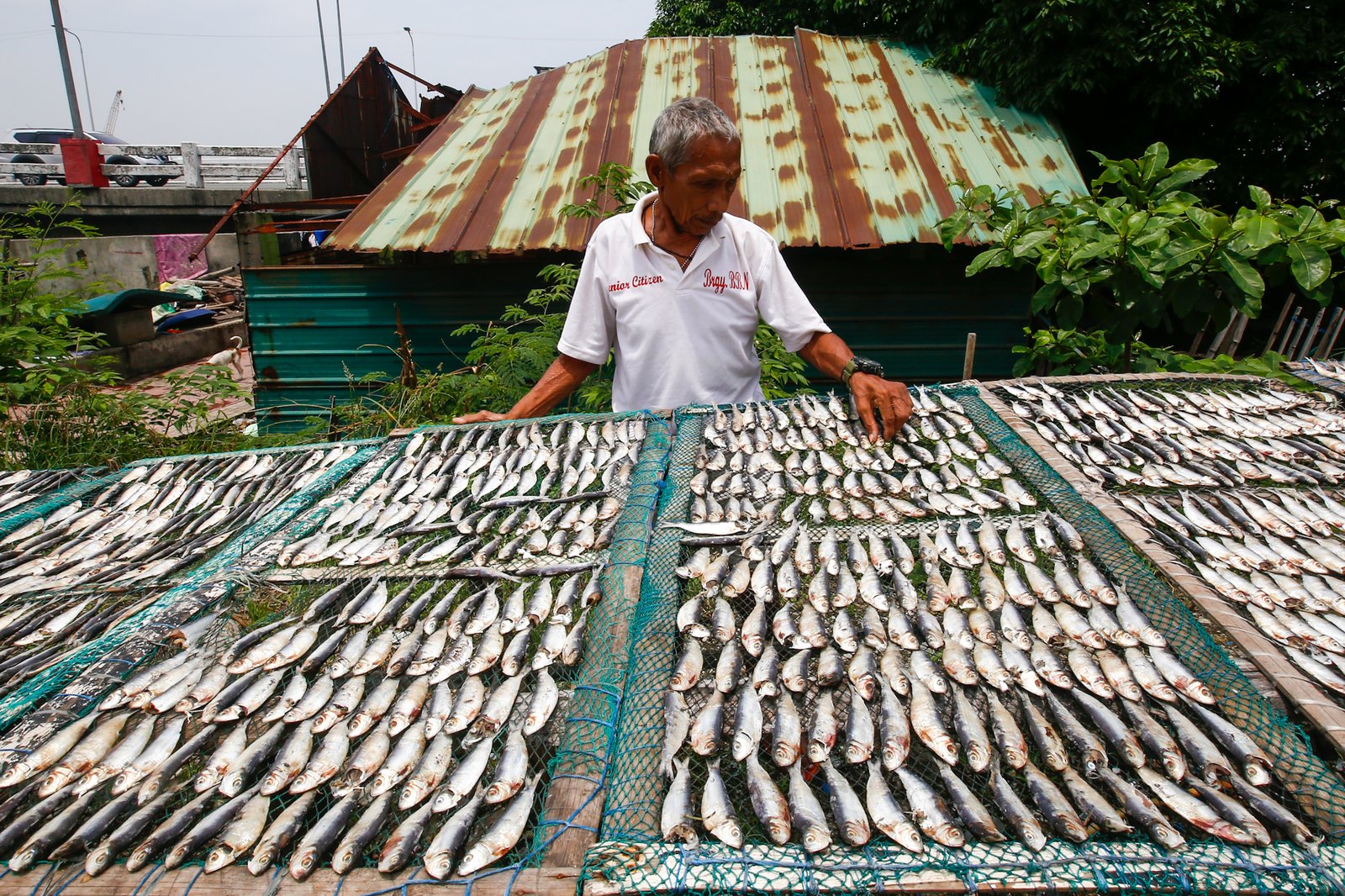 Eduardo Epifanio, 76, dries tamban (sardines) on a vacant lot in Navotas City on 30 July 2026. He sells the dried fish at a nearby market for ₱20 per 15 pieces. Epifanio says dwindling fish catches, rising fuel costs, and the encroachment of large commercial fishing vessels into the 15-kilometer municipal fishing grounds have forced many small-scale fishermen to seek additional sources of income.