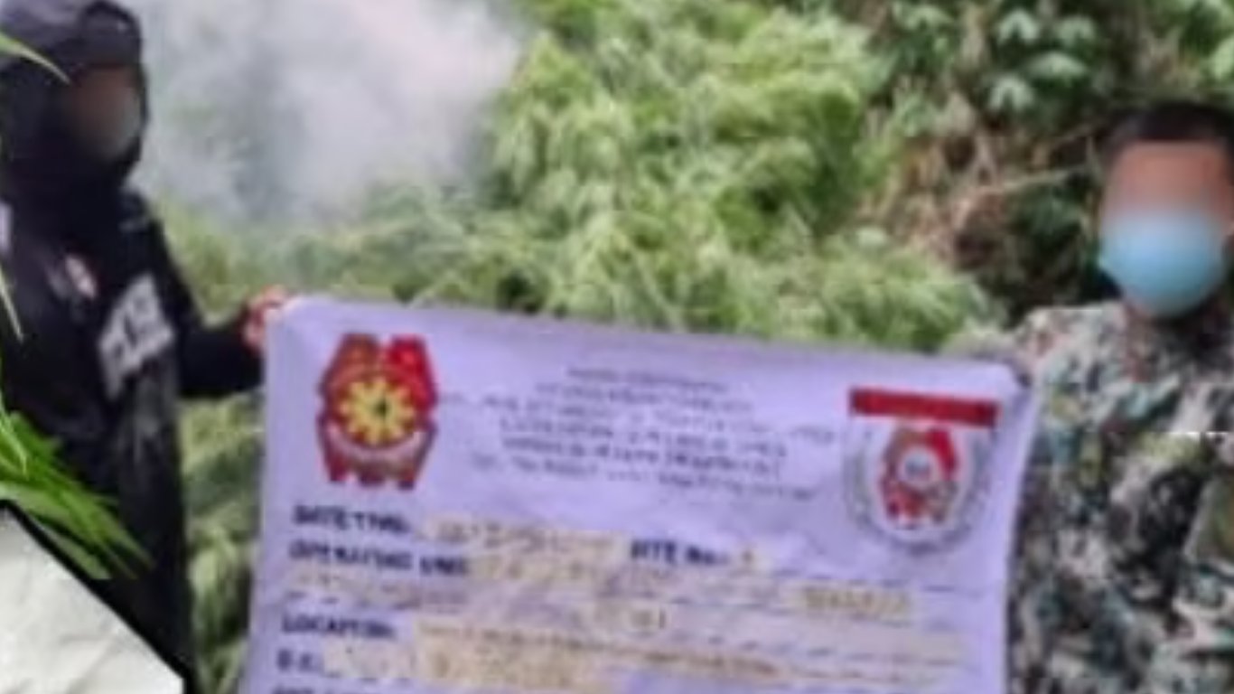 23,000 marijuana plants destroyed