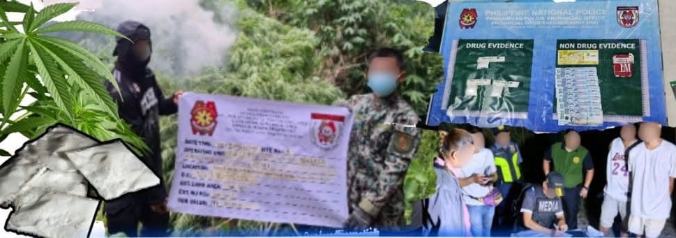 P5M in drugs seized; 23,000 marijuana plants destroyed in Region 1