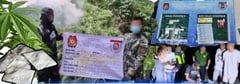 P5M in drugs seized; 23,000 marijuana plants destroyed in Region 1