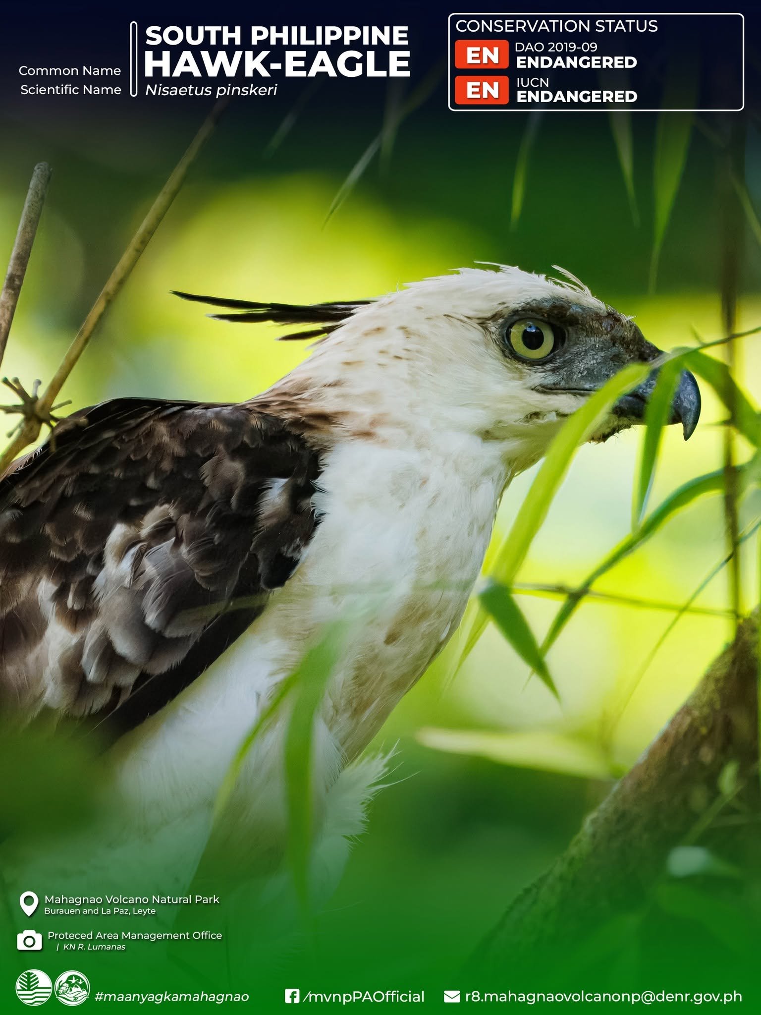 Eight rescued wildlife released in Leyte's Mahagnao Volcano park