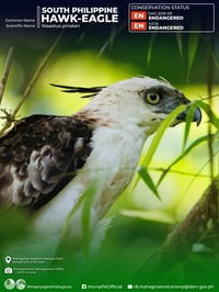 Eight rescued wildlife released in Leyte's Mahagnao Volcano park