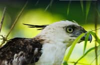 Eight rescued wildlife released in Leyte's Mahagnao Volcano park