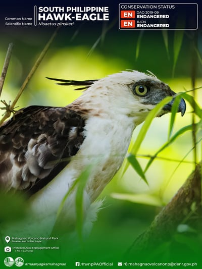 Eight rescued wildlife released in Leyte's Mahagnao Volcano park