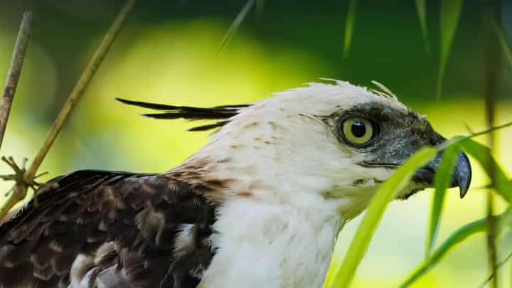 Eight rescued wildlife released in Leyte's Mahagnao Volcano park