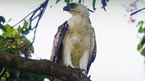 8 rescued wild animals released
