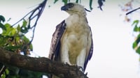 8 rescued wild animals released