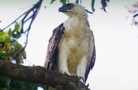 AN endangered South Philippine Hawk-Eagle soars back into the wild, leading the release of eight rescued and rehabilitated wildlife species into their natural habitat at Mahagnao Volcano Natural Park.