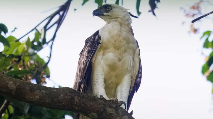 8 rescued wild animals released