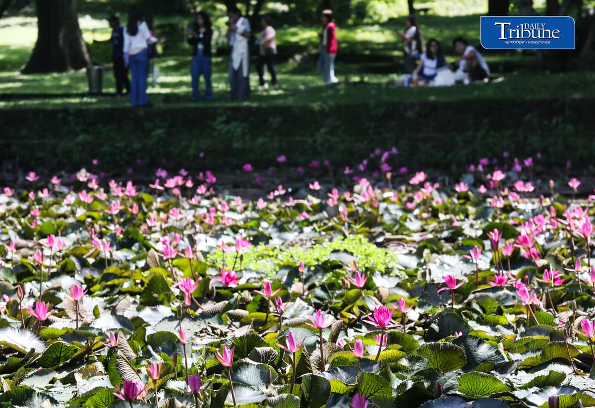 (August 01 2026) Students at University of the Philippines enjoy the view of the Hairy water lily flower inside the campus on Saturday August 1 2026. Phpto/ Analy Labor