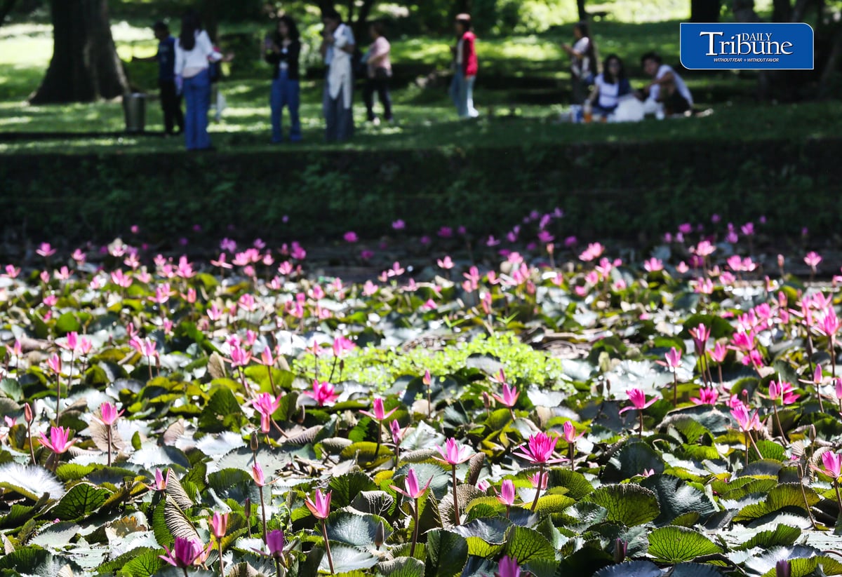 (August 01 2026) Students at University of the Philippines enjoy the view of the Hairy water lily flower inside the campus on Saturday August 1 2026. Phpto/ Analy Labor