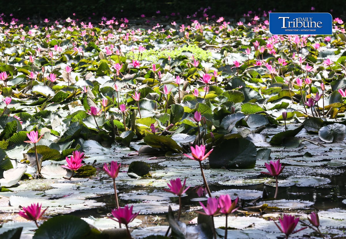 (August 01 2026) Students at University of the Philippines enjoy the view of the Hairy water lily flower inside the campus on Saturday August 1 2026. Phpto/ Analy Labor