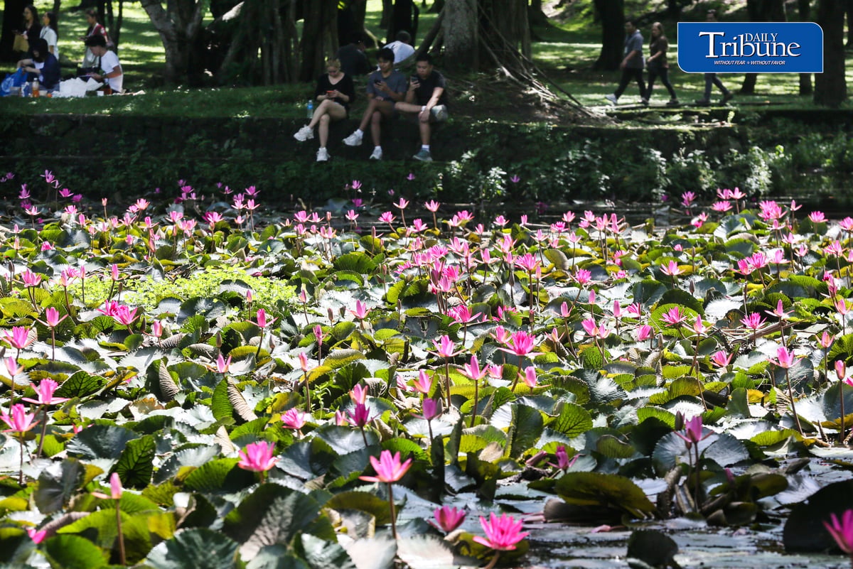 (August 01 2026) Students at University of the Philippines enjoy the view of the Hairy water lily flower inside the campus on Saturday August 1 2026. Phpto/ Analy Labor