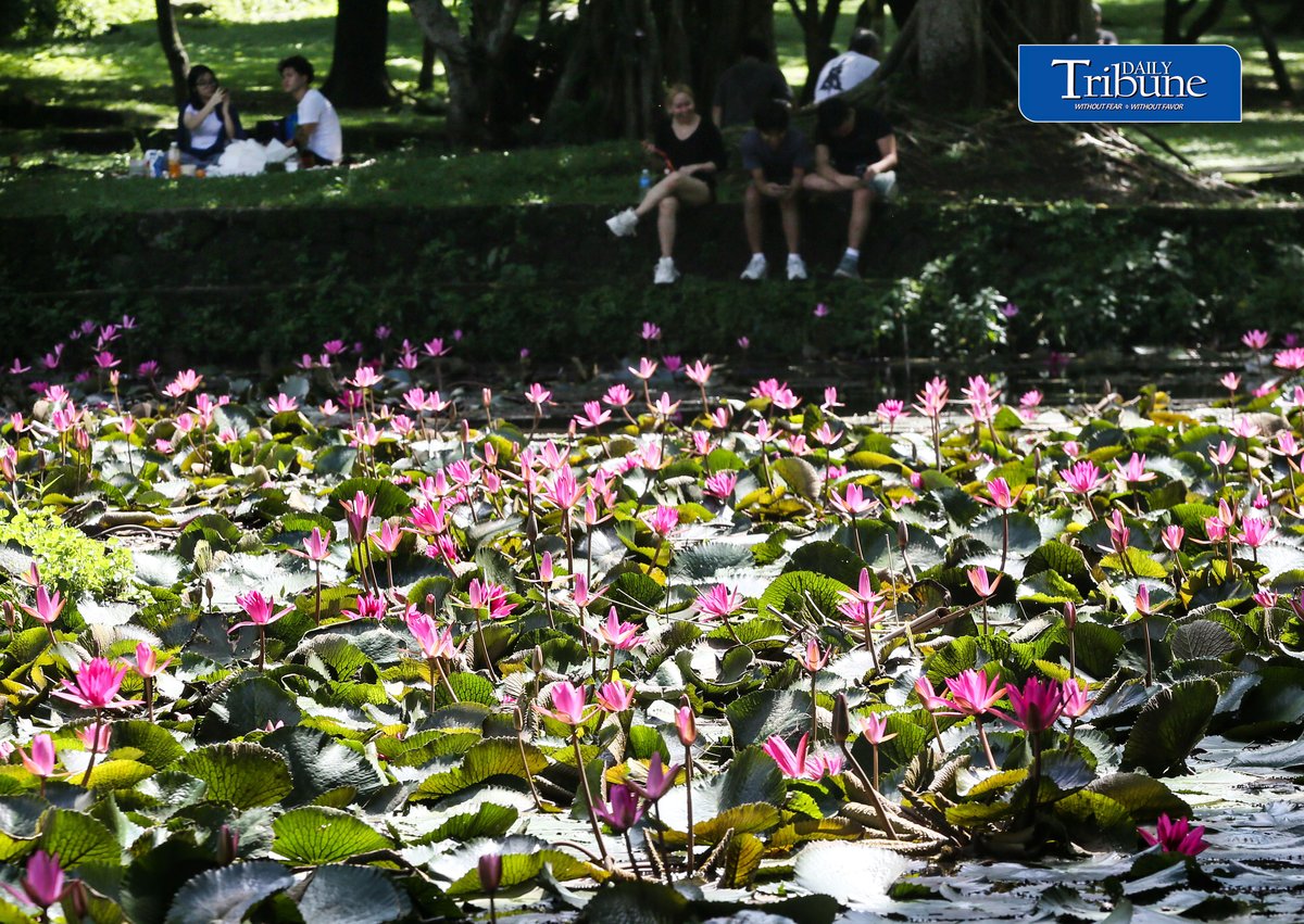 (August 01 2026) Students at University of the Philippines enjoy the view of the Hairy water lily flower inside the campus on Saturday August 1 2026. Phpto/ Analy Labor
