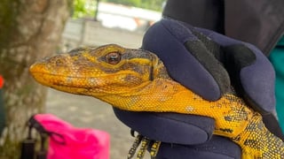 DENR rescues yellow-headed monitor lizard in South Cotabato