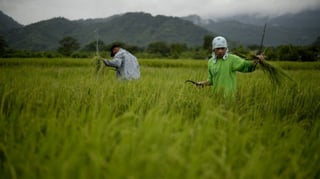 DA strengthens El Niño food preparations