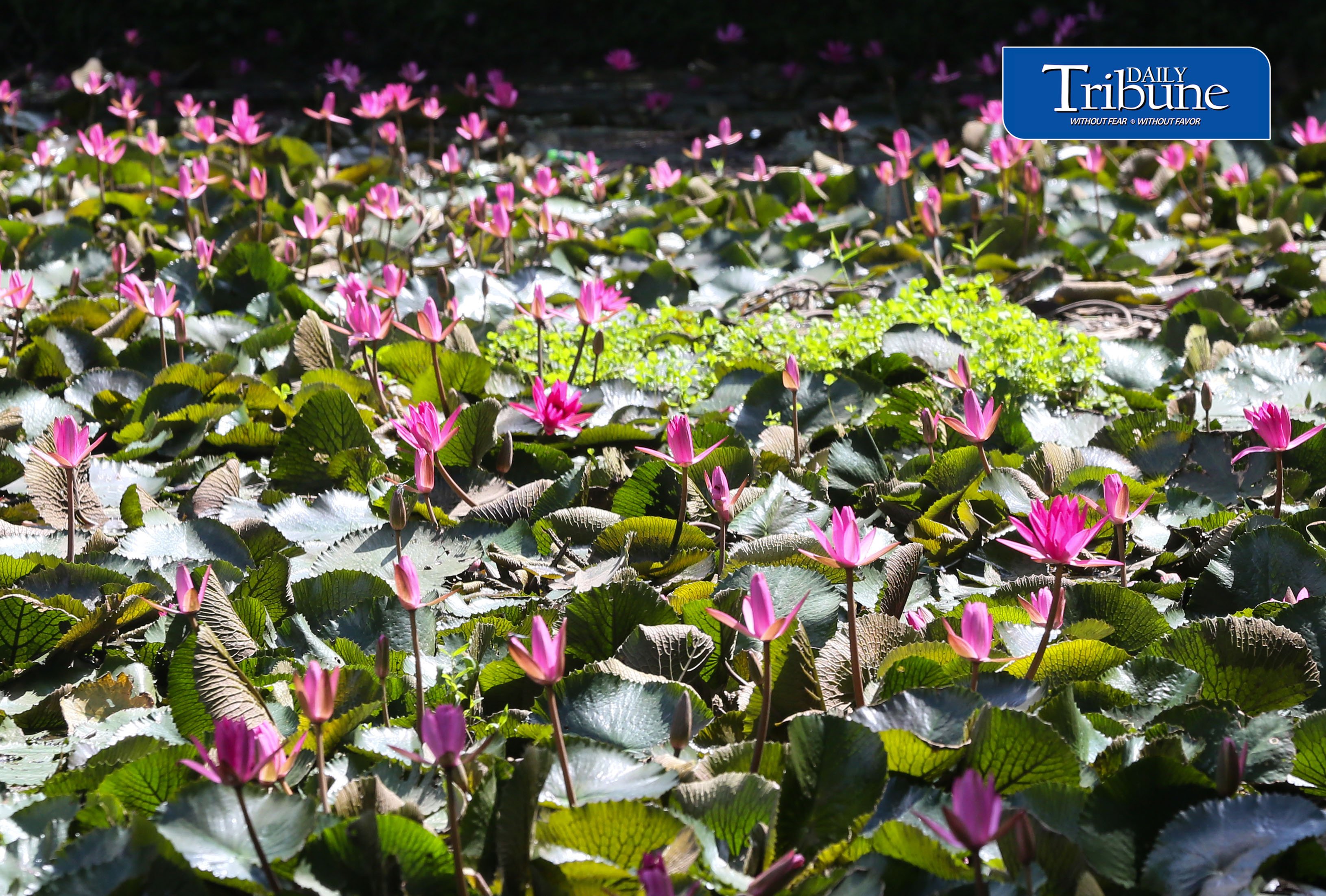 Hairy water lily or lotus flower