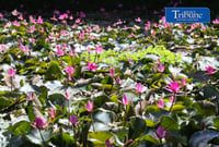 Hairy water lily or lotus flower