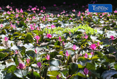 Hairy water lily or lotus flower
