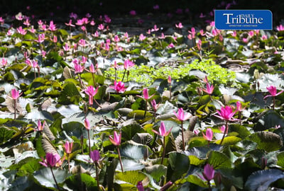 Hairy water lily or lotus flower