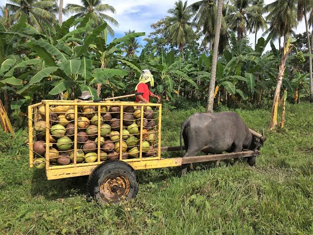 DA, Mitsui explore nanotech coconut farming
