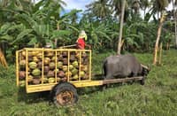 JAPAN and the Philippines are now collaborating on the use of nanotechnology in coconut farming, in which Japanese firm Mitsui will provide proprietary nano-formulated nutrient technology, while the Philippine Coconut Authority will identify trial sites and provide technical support throughout the project.
